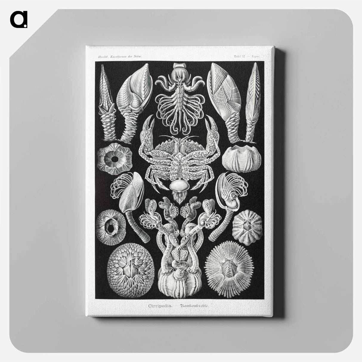 Cirripedia–Rankenkreble - エルンスト ヘッケル Canvas.