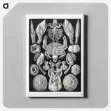Cirripedia–Rankenkreble - エルンスト ヘッケル Canvas.