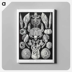 アートパネル-Cirripedia–Rankenkreble - エルンスト ヘッケル Canvas.