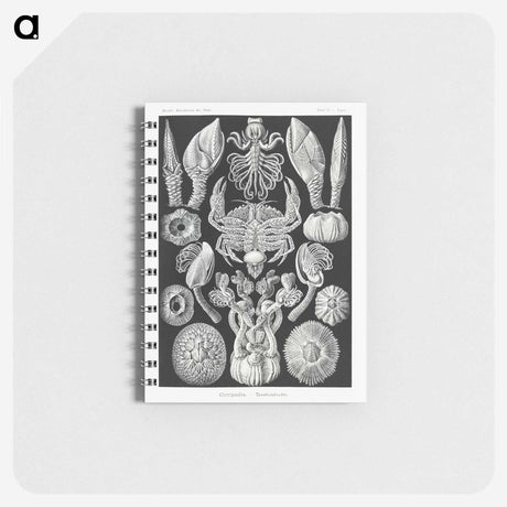 2-100_Ernst-Haeckel_memo