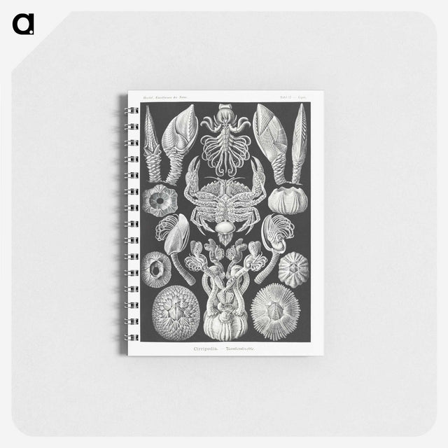 2-100_Ernst-Haeckel_memo