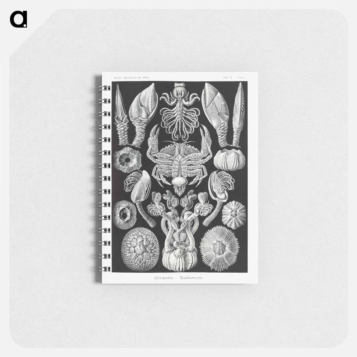 アートメモ帳-Cirripedia–Rankenkreble - エルンスト ヘッケル Memo.