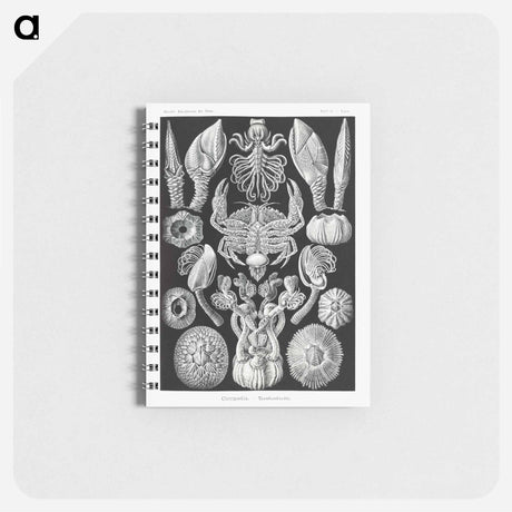 アートメモ帳-Cirripedia–Rankenkreble - エルンスト ヘッケル Memo.
