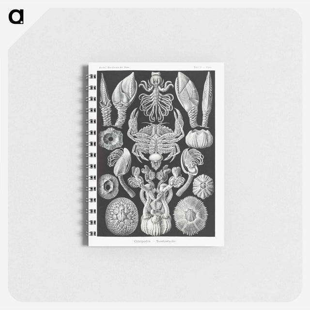 アートメモ帳-Cirripedia–Rankenkreble - エルンスト ヘッケル Memo.