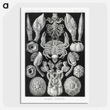 2-100_Ernst-Haeckel_picture-crop