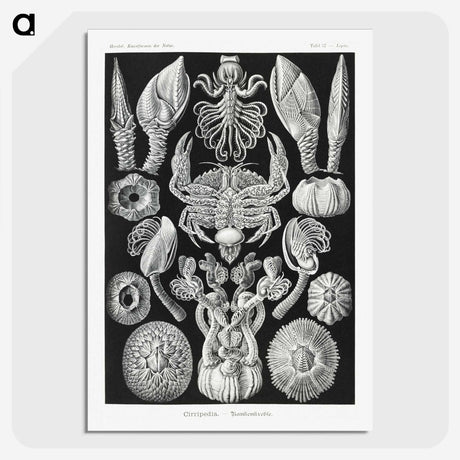 2-100_Ernst-Haeckel_picture-crop