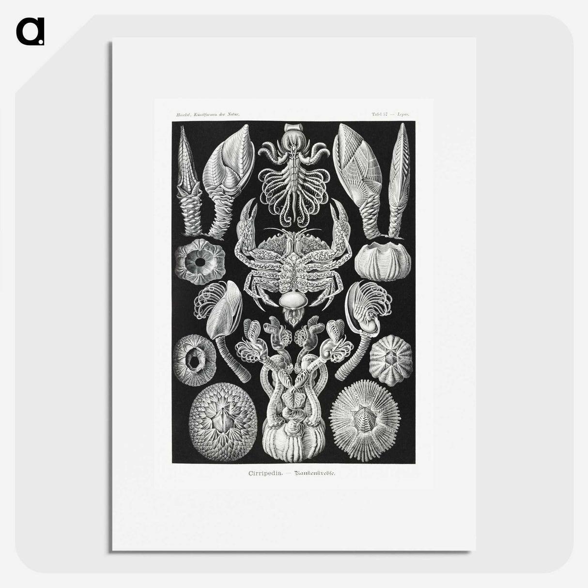 2-100_Ernst-Haeckel_picture