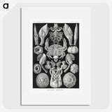 2-100_Ernst-Haeckel_picture