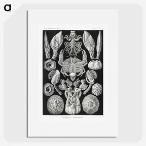 2-100_Ernst-Haeckel_picture