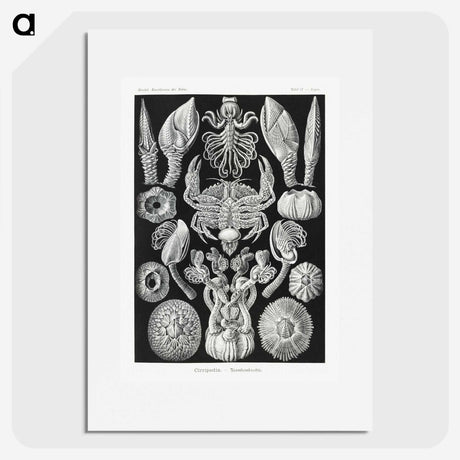 2-100_Ernst-Haeckel_picture