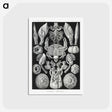 2-100_Ernst-Haeckel_postcard