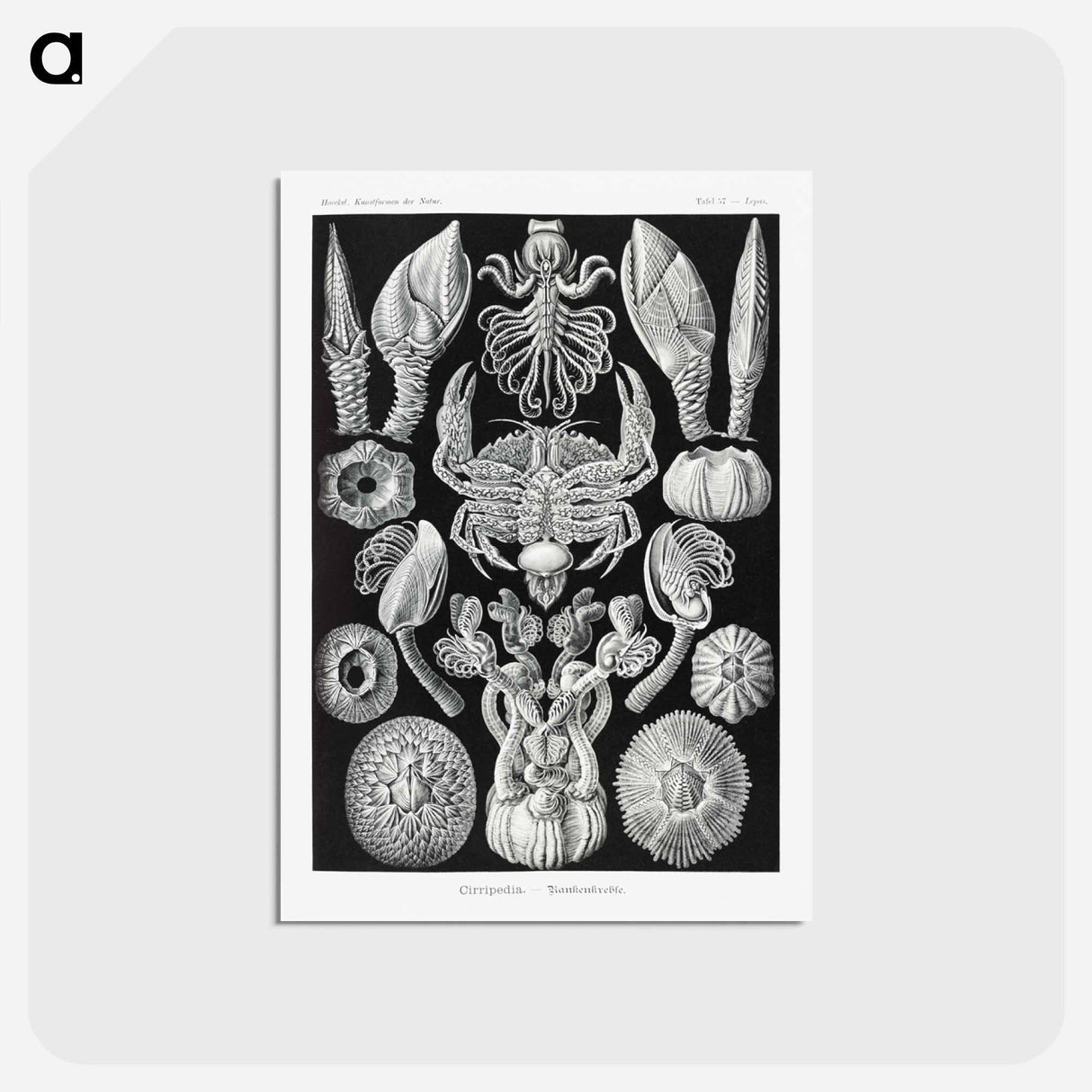 アートポストカード-Cirripedia–Rankenkreble - エルンスト ヘッケル Postcard.