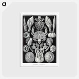 アートポストカード-Cirripedia–Rankenkreble - エルンスト ヘッケル Postcard.