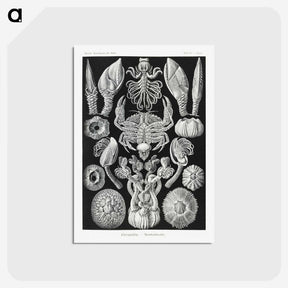2-100_Ernst-Haeckel_postcard