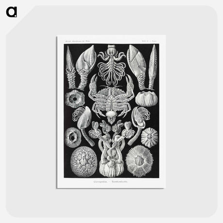 アートポストカード-Cirripedia–Rankenkreble - エルンスト ヘッケル Postcard.