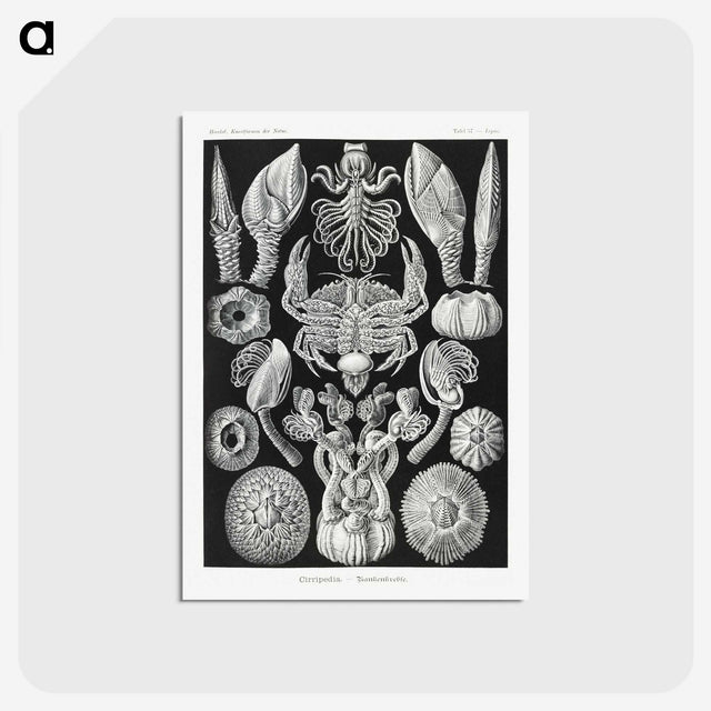 2-100_Ernst-Haeckel_postcard