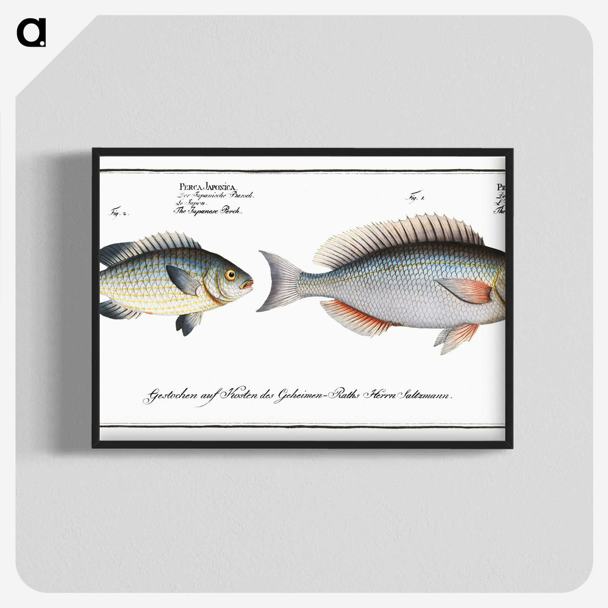 2-100_Ichtyologie-ou-Histoire-naturelle_blk-crop