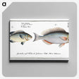 2-100_Ichtyologie-ou-Histoire-naturelle_canvas