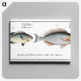 2-100_Ichtyologie-ou-Histoire-naturelle_canvas