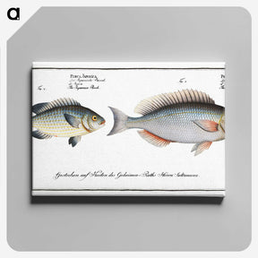 2-100_Ichtyologie-ou-Histoire-naturelle_canvas