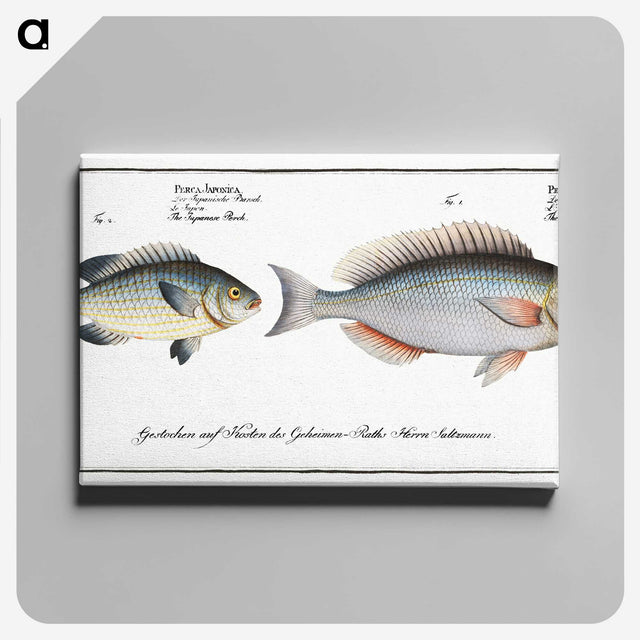 2-100_Ichtyologie-ou-Histoire-naturelle_canvas