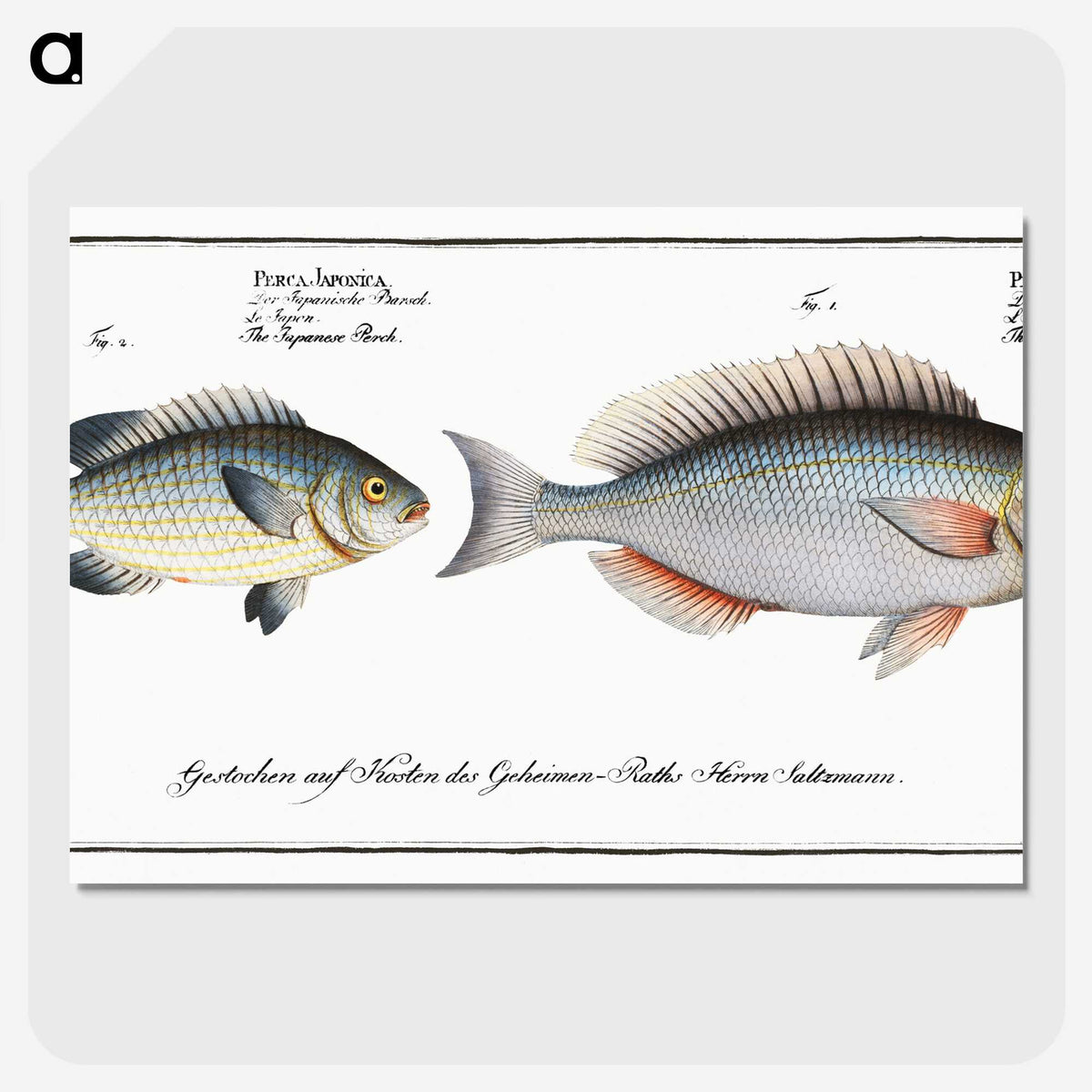 2-100_Ichtyologie-ou-Histoire-naturelle_picture-crop