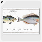 2-100_Ichtyologie-ou-Histoire-naturelle_picture-crop
