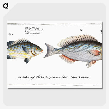 2-100_Ichtyologie-ou-Histoire-naturelle_picture-crop