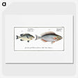 2-100_Ichtyologie-ou-Histoire-naturelle_picture