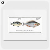2-100_Ichtyologie-ou-Histoire-naturelle_picture