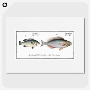 2-100_Ichtyologie-ou-Histoire-naturelle_picture