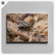 2-100_Insects-Unlocked-Project_canvas