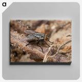 2-100_Insects-Unlocked-Project_canvas