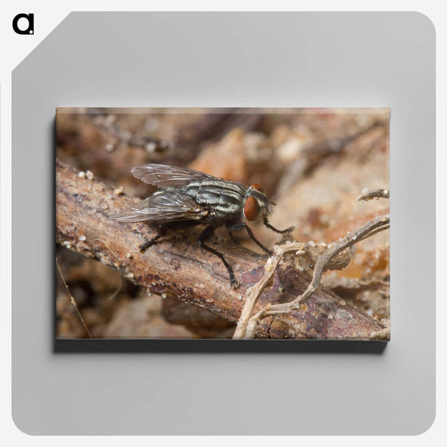 2-100_Insects-Unlocked-Project_canvas