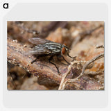 2-100_Insects-Unlocked-Project_picture-crop