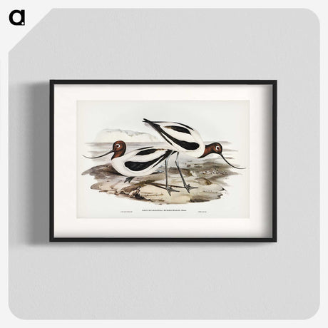 2-100_John-Gould_blk