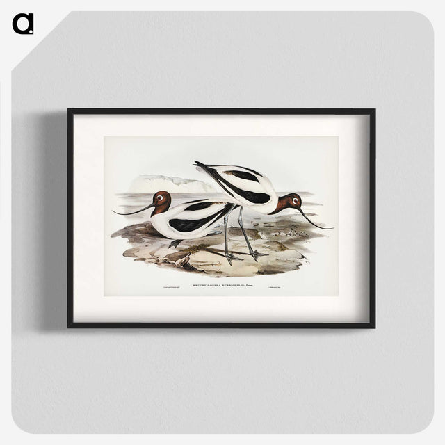 2-100_John-Gould_blk