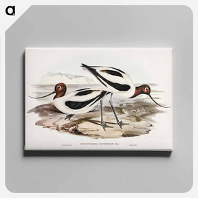 アートパネル-Red-necked Avocet
 - ジョン グールド Canvas.