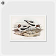 アートポストカード-Red-necked Avocet
 - ジョン グールド Postcard.