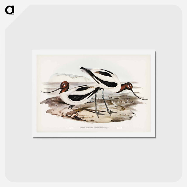 アートポストカード-Red-necked Avocet
 - ジョン グールド Postcard.