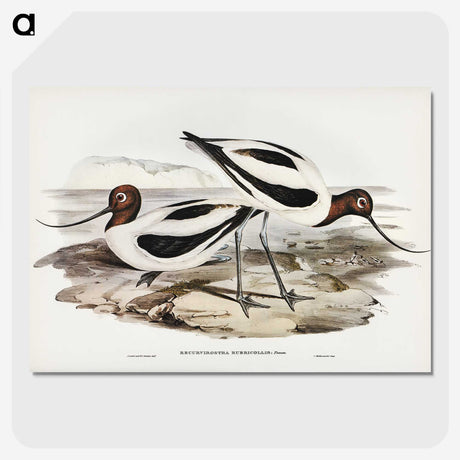 2-100_John-Gould_picture-crop