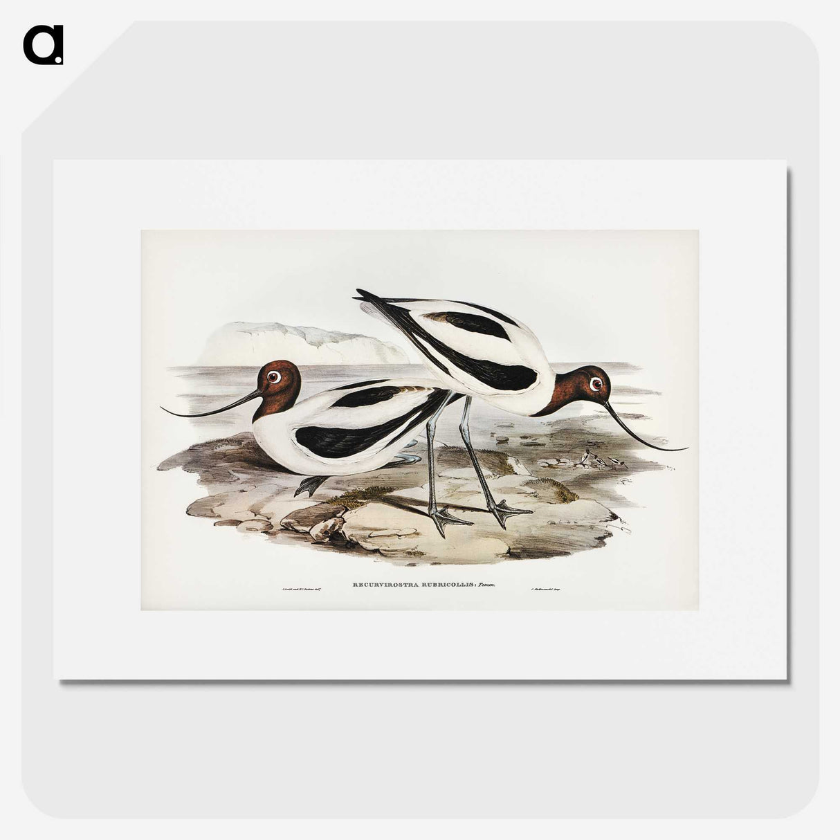 2-100_John-Gould_picture