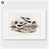 2-100_John-Gould_picture