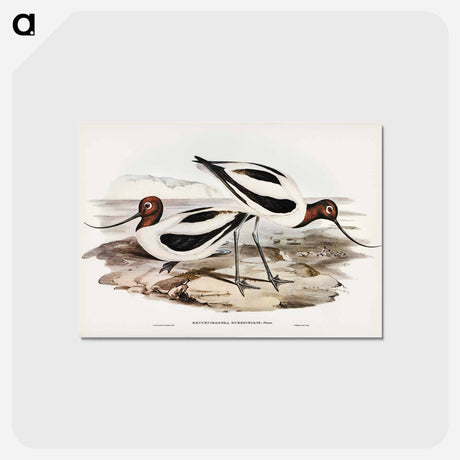 アートポストカード-Red-necked Avocet
 - ジョン グールド Postcard.