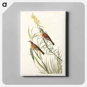 アートパネル-Black-Throated Bunting
 - ジョン ジェームス オーデュボン Canvas.