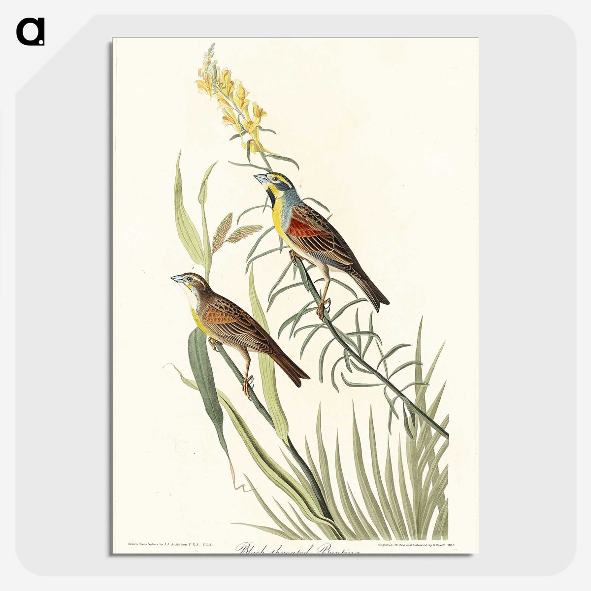 2-100_John-James-Audubon_picture-crop