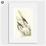 2-100_John-James-Audubon_picture