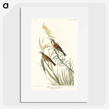 2-100_John-James-Audubon_picture