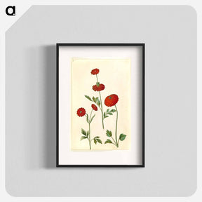 アートポスター-Ranunculus Asiaticus
 - マリア ジビーラ メーリアン Poster.