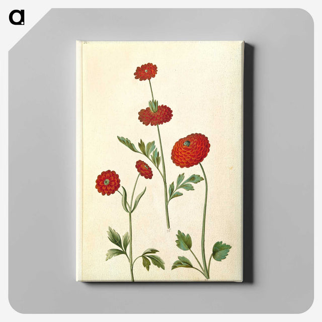2-100_Maria-Sibylla-Merian_canvas